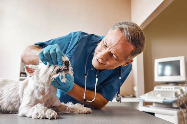 Best Emergency Dental Extractions in Bay Springs, MS